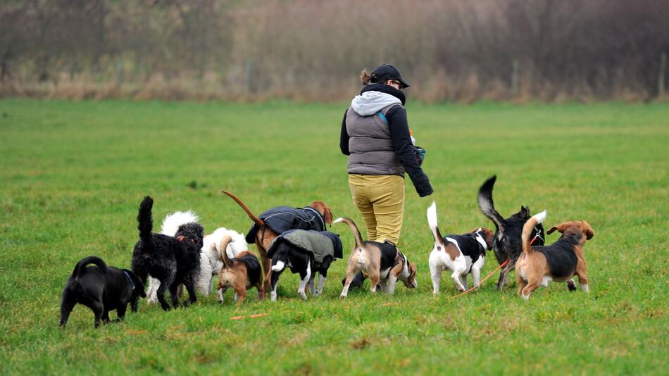 Mobile Tagesstätte für Hunde