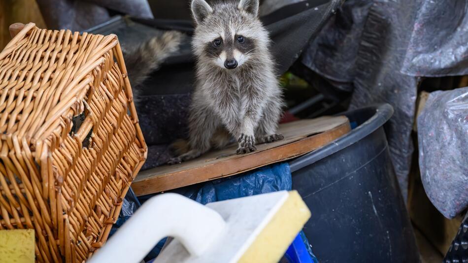 Ein junger Waschbär