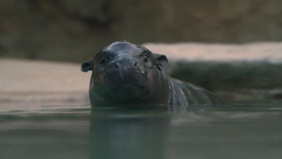 Heiss begehrter Job: Mini-Hippo Toni hat einen neuen Tierpfleger