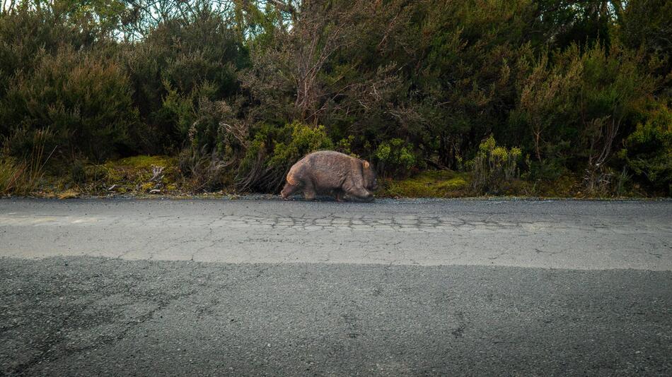 Wombat