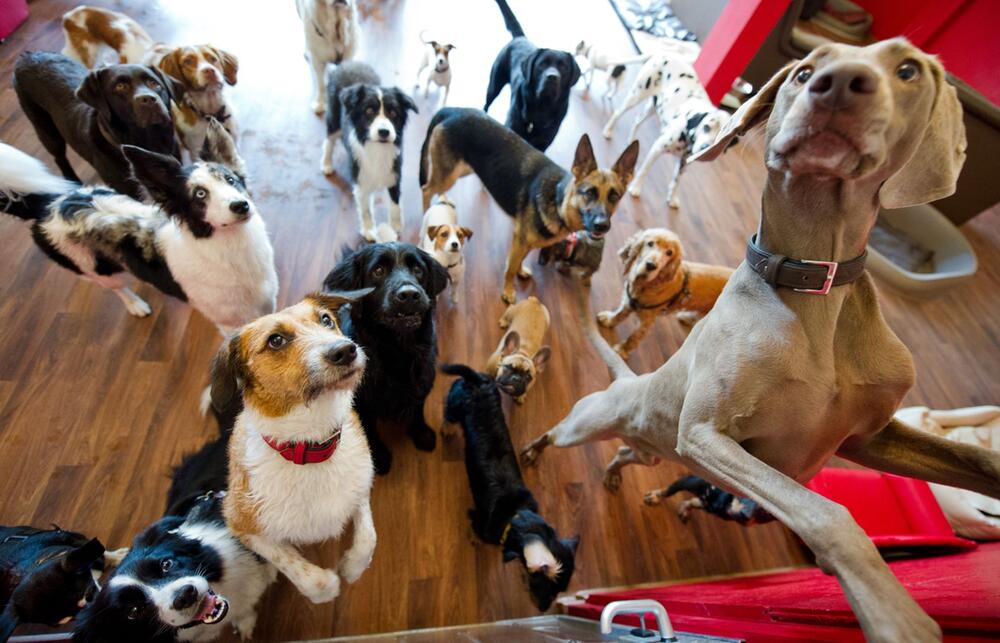 Hunde in einer Hundetagesstätte - Huta