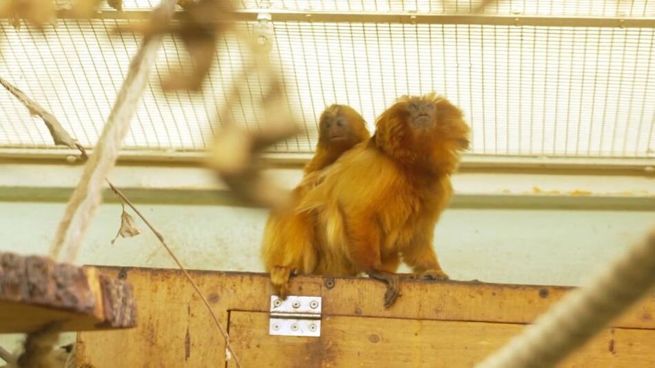 Nachwuchs im Tierpark Chemnitz: Goldgelbe Löwenäffchen geboren