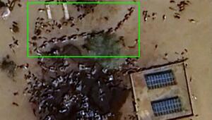 Screenshot der Google-Earth Analyse, mit markierten Stellen, die Nutztiere zeigen 