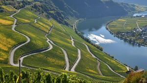 Abgeerntete Weinberge an der Mosel