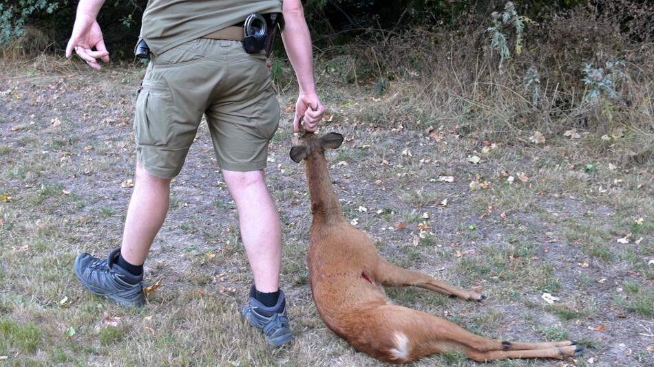 Jäger erschiesst aggressiven Rehbock