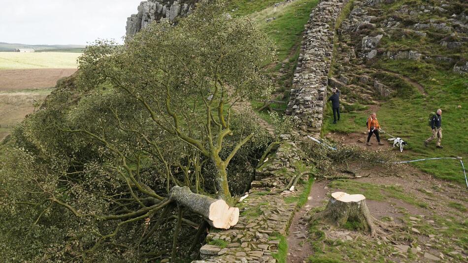 Prozess wegen Baumfällung in Sycamore Gap