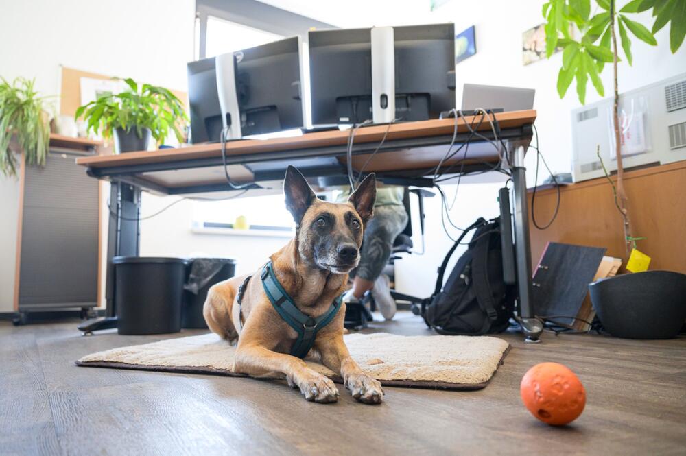Ein Hund liegt in einem Büro vor einem Schreibtisch