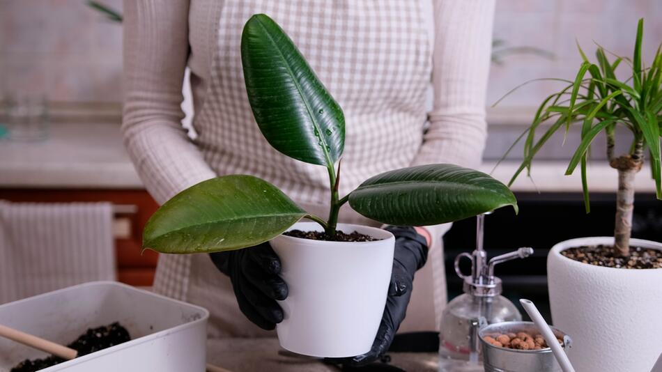 Gummibaum stärken: Kaffeesatz als natürlicher Dünger