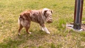 Tüte über dem Kopf: Diebischer Hund macht sich mit Mittagessen davon