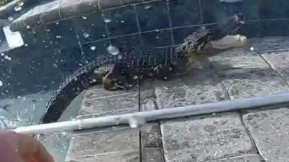 Alligator in Florida