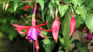 Fuchsien.