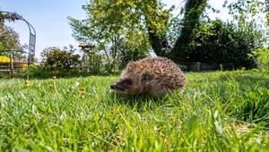 Igel läuft nach seinem Winterschlaf durch einen Garten