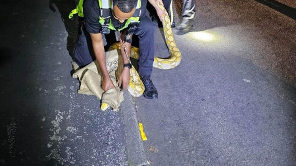 Polizei in England fängt 3,6 Meter langen Python