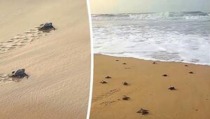 Ab ins Meer: Hunderte kleine Schildkröten schlüpfen an Strand in Indien