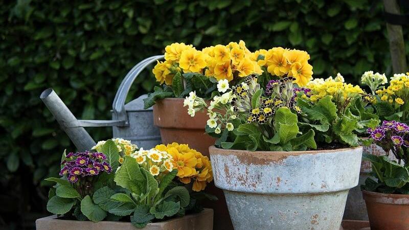 Primeln mit höheren Blüten