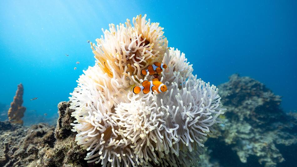 Clownfische an einer Anemone