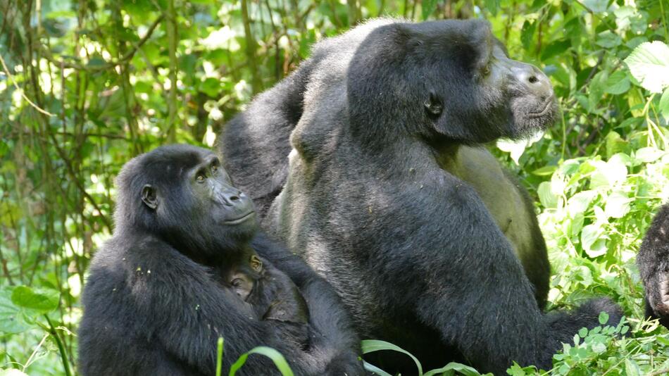 Berggorillas in Uganda
