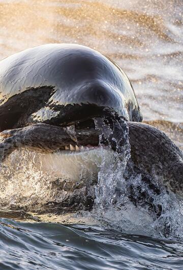Ocean Photographer of the Year