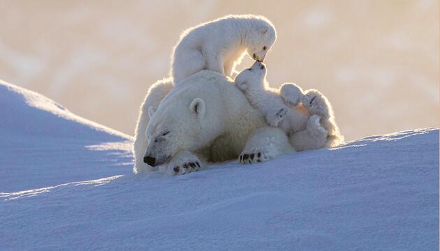 schlafende Eisbärmutter mit zwei Jungen