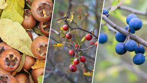Mehr Aroma durch Frost: Diese Obst- und Gemüsesorten werden durch Kälte aromatischer