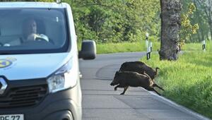 Wildschweine