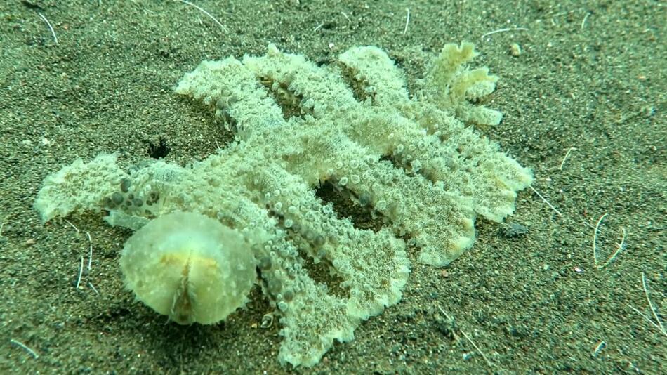 Aliens Bali Ausseriridische Meer Wasser Nacktschnecke