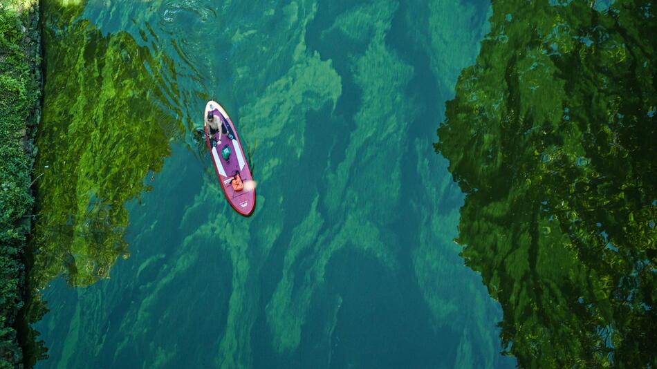 Ein Mann durchquert einen Teppich aus Blaualgen im Stössensee