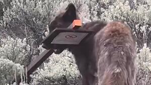 Wie ein Hund mit seinem Stock: Wolf schleppt Warnschild durch Yellowstone