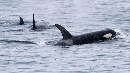 Orcas schwimmen vor der Halbinsel Shiretoko