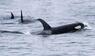 Orcas schwimmen vor der Halbinsel Shiretoko