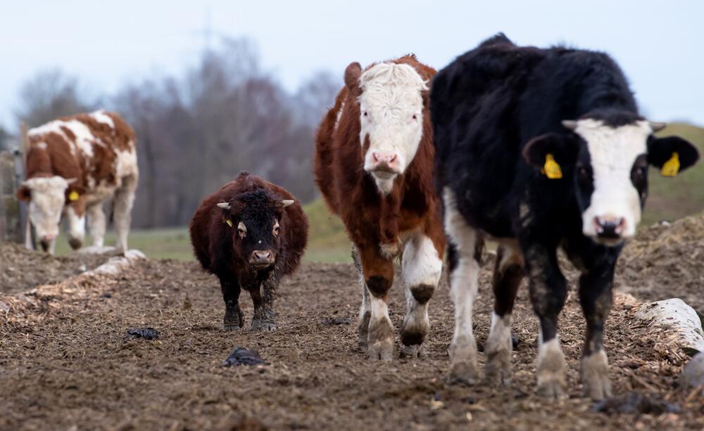 Mini-Stier Napoleon auf Gnadenhof in Wörth