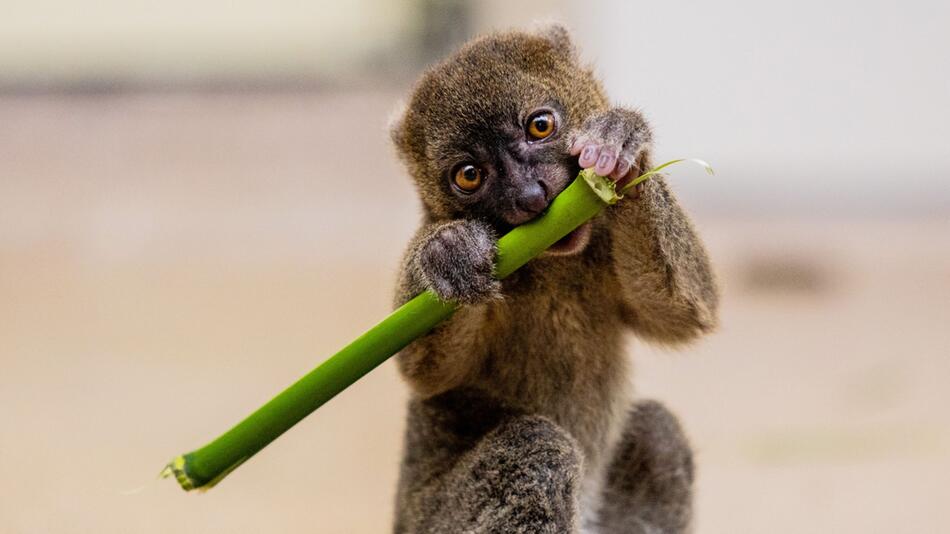 Nachwuchs bei den Bambuslemuren im Kölner Zoo