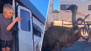 Camping mit Vogel: Emu leistet Familie in Australien seelenruhig Gesellschaft