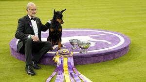 Hundeausstellung Westminster Kennel Club Dog Show in USA