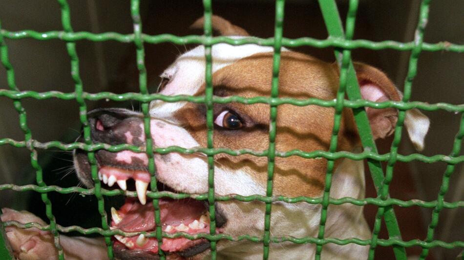 Pitbull verletzt Herrchen schwer