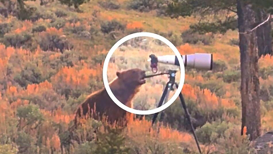 Fotograf verzweifelt: Bär hat teure Kamera zum Knabbern gern