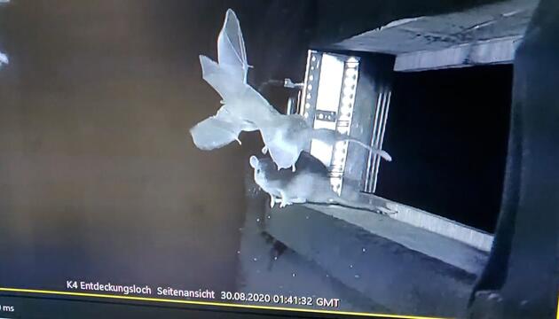 Ratten greifen im Dunkeln: Die überraschende Jagd auf Fledermäuse