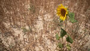 Extremhitze und Landwirtschaft