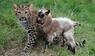 junger Leopard und eine kleine Bergziege 
