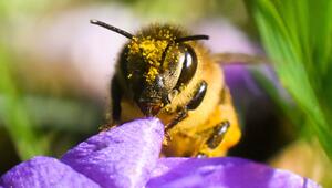 Mit Blütenstaub überzogene Biene sitzt an einem Krokus