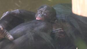 Klein, knopfäugig und schüchtern: Bonobo-Baby im Kölner Zoo geboren