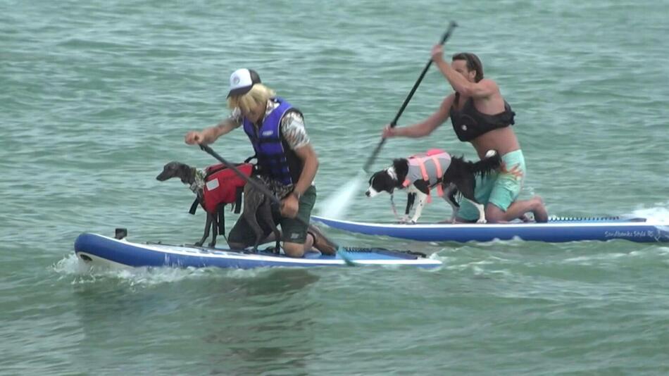 Zwei Duos aus Mensch und Hund teilen sich das Paddle-Board