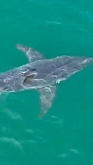 Weisser Hai aus der Vogelperspektive: Drohne filmt Raubfisch in Maine