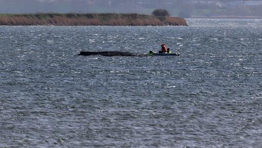 Buckelwal liegt weiter in Wismarbucht
