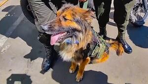 Unerwartete Hunde-Karriere: Streuner wird Polizeihauptmeister in Bolivien