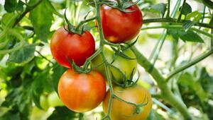 Tomaten anbauen