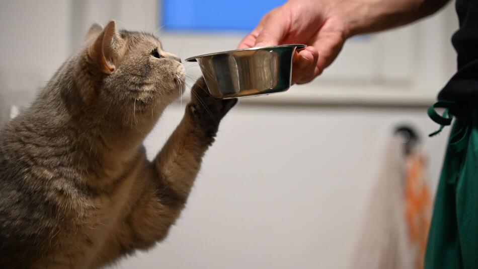 Eine Katze streckt ihre Pfote zu dem Futternapf