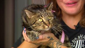 Wunder in der Wildnis: Katze taucht 40 Tage nach Verschwinden in US-Nationalpark wieder auf