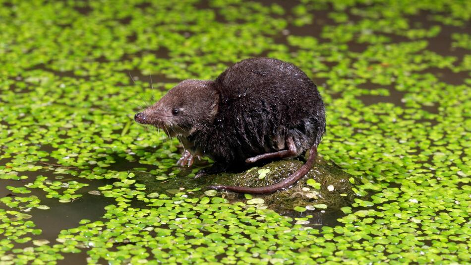 Wasserspitzmaus