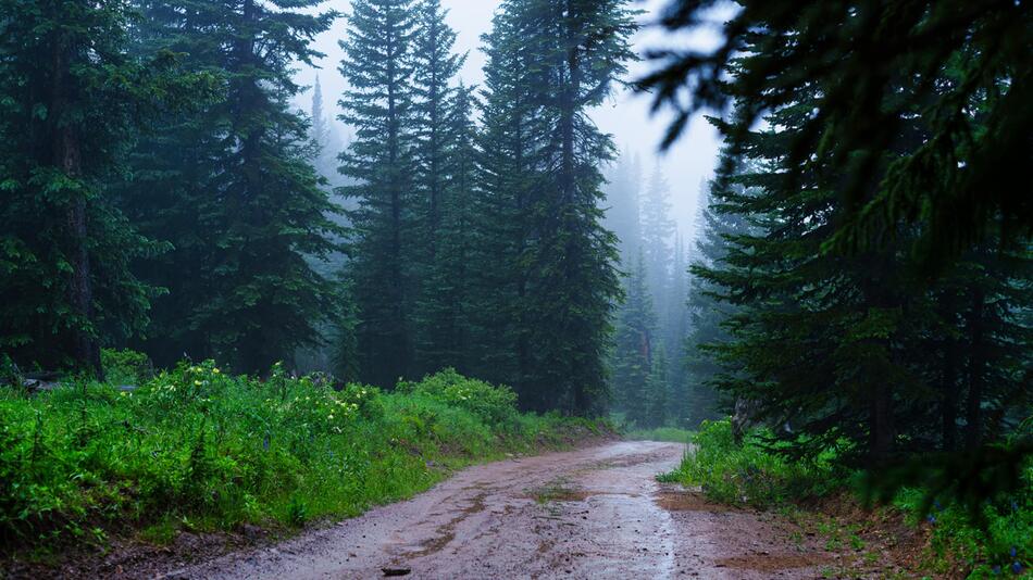 Wald, in dem es regnet.